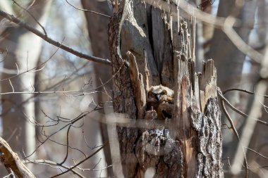 Genç büyük boynuzlu baykuş (Bubo virginianus) Wisconsin eyalet parkında.