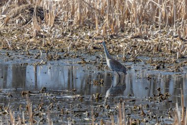 Bataklıktaki Kum Tepesi vinci (Antigone canadensis)