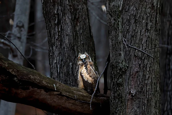 Young Great Horned Owl Bubo Virginianus Wisconsin State Park — Stock Photo, Image