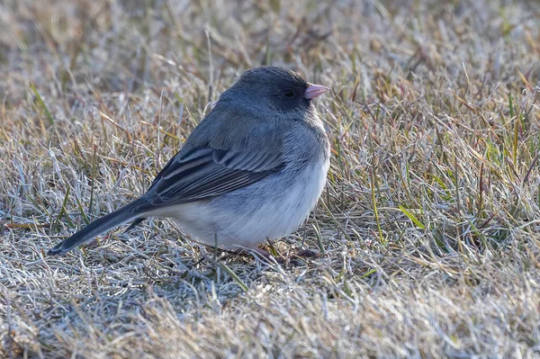 Sötét Szemű Junco Junco Hyemalis Réten — Stock Fotó