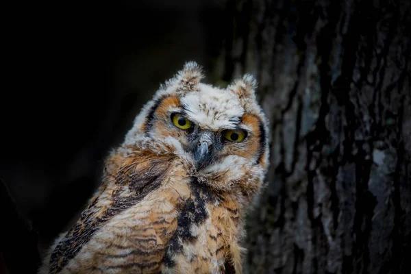 Genç büyük boynuzlu baykuş (Bubo virginianus) Wisconsin eyalet parkında.