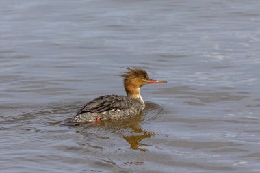 Merganser (Kuzey Amerika) veya Goosander (Avrasya) (Mergus merganser), Michigan gölünde tavuk.