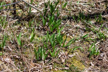 Yeni yetişen yabani sarımsak (Allium ursinum) yabani inek pırasası, inek gübresi, Buckram, geniş yapraklı sarımsak, ahşap sarımsak, ayı pırasası ya da ayı sarımsağı olarak bilinir..