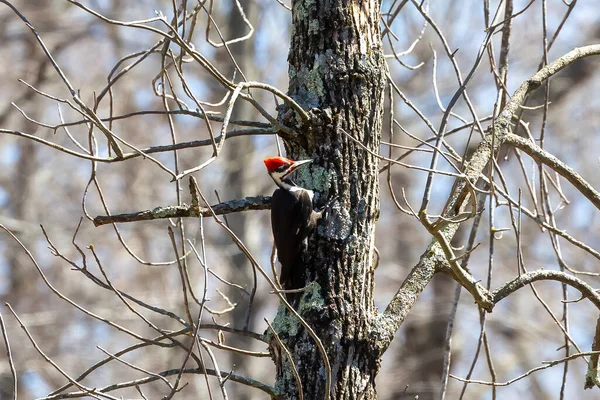 Pileated Woodpecker Dryocopus Pileatus Native North America Currently Largest Woodpecker — стоковое фото