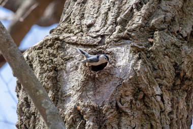 Yuva boşluğundaki beyaz göğüslü tığ (Sitta carolinensis)