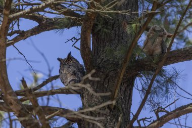 Female  Great horned owl (Bubo virginianus)  with adult juvenile
