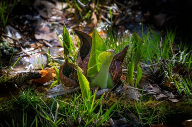 Kokarca lahanası (Symplocarpus foetidus), Wisconsin 'de ilkbaharda büyüyüp çiçek açan ilk yerel bitkilerden biridir..