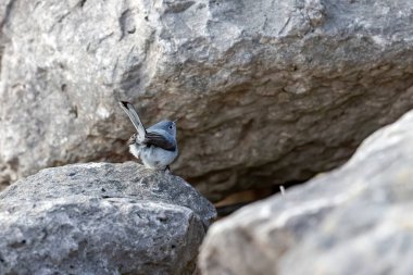 Michigan Gölü kıyısındaki mavi-gri sinek avcısı (Polioptila caerulea). Kuzey Amerika 'ya özgü küçük bir kuş