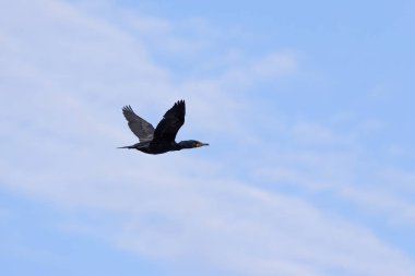 The Double-crested Cormorant (Phalacrocorax auritus ) in flight