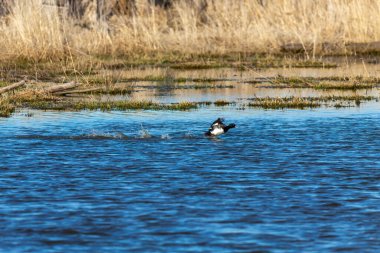  Gölün üzerinde uçan daha büyük scaup (Aythya marila)