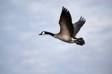 Kanadalı kaz (Branta canadensis) uçuyor. Wisconsin 'den doğal manzara.