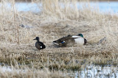 Dinlenen Mallards (Anas platyrhynchos) - Michigan Gölü kıyılarında vahşi ördek