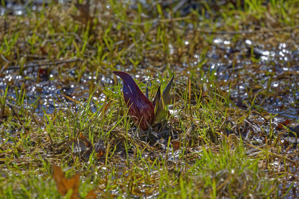 Skunk cabbage (Symplocarpus foetidus)is one of the first native  plants to grow and bloom in early spring in the Wisconsin.