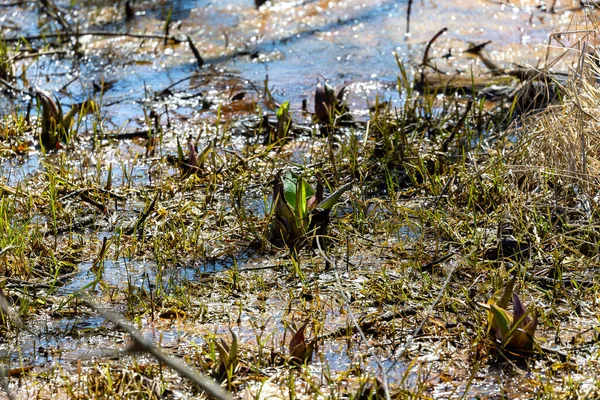 Stinktierkohl Symplocarpus Foetidus Ist Eine Der Ersten Einheimischen Pflanzen Die — Stockfoto