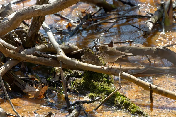 Wood Thrush Hylocichla Mustelina North American Passerine Bird Wood Thrush — стоковое фото