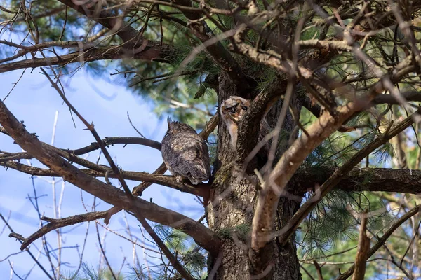 Female Great Horned Owl Bubo Virginianus Adult Juvenile — стоковое фото