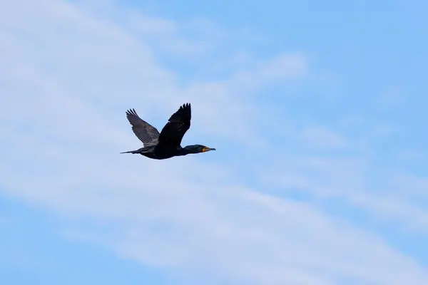 Double Crested Cormorant Phalacrocorax Auritus Flight — Stock Photo, Image