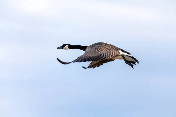 Canada Goose Branta Canadensis Flight Natural Scene Wisconsin — Foto Stock