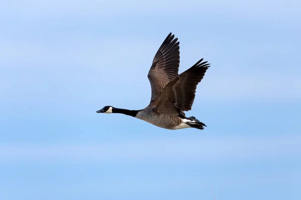 Canada Goose Branta Canadensis Flight Natural Scene Wisconsin — Foto Stock