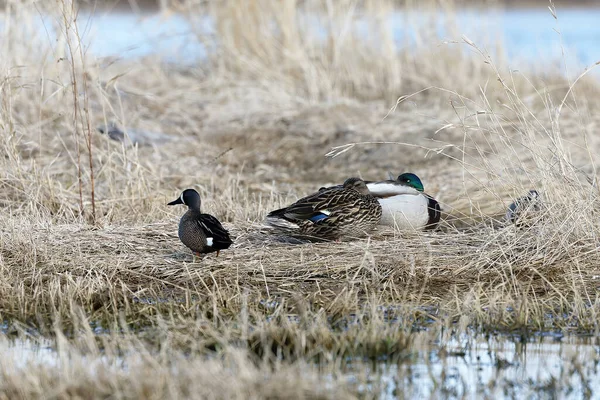 Ξεκουράζονται Mallards Anas Platyrhynchos Άγρια Πάπια Στις Όχθες Της Λίμνης — Φωτογραφία Αρχείου