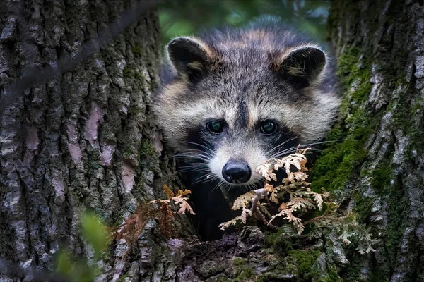 Tvättbjörnen Procyon Lotor Ett Träd Racoon Ett Däggdjur Från Nordamerika — Stockfoto