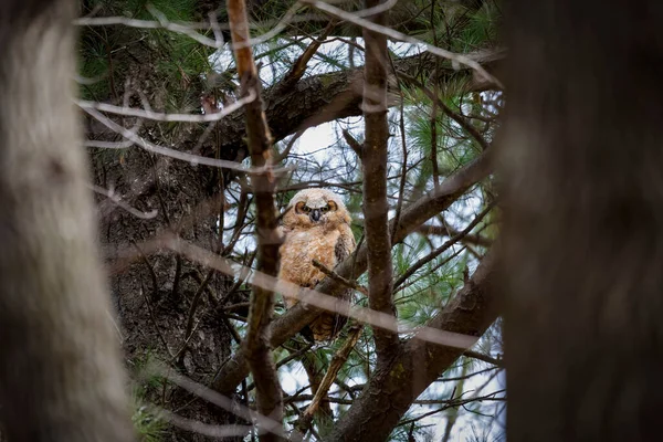 Genç Büyük Boynuzlu Baykuş Bubo Virginianus Wisconsin Eyalet Parkında — Stok fotoğraf