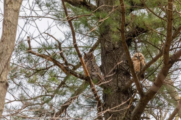 Female Great Horned Owl Bubo Virginianus Adult Juvenile — Photo
