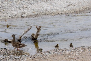 Mallard ördeği veya yaban ördeği (Anas platyrhynchos), derede ördek yavruları olan tavuklar