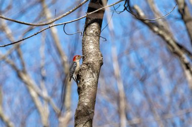 Parktaki kırmızı reddedilmiş ağaçkakan (Melanerpes carolinus)