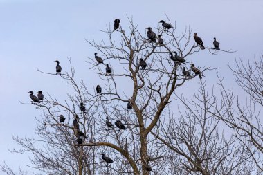 Çift tepeli karabatak sürüsü (Phalacrocorax auritus) gölün üzerindeki ağaç tepesinde oturmaktadır.