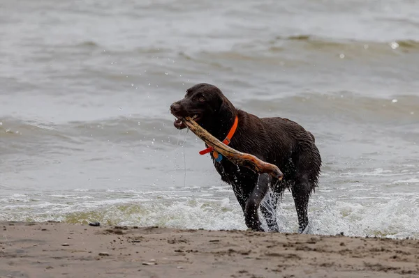 Hunting Dog Bringing Stick Lake Michigan — Stock Fotó