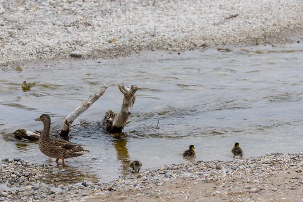 Mallard ördeği veya yaban ördeği (Anas platyrhynchos), derede ördek yavruları olan tavuklar