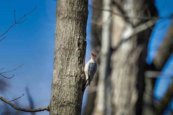 Red Belied Woodpecker Melanerpes Carolinus Park — Fotografia de Stock