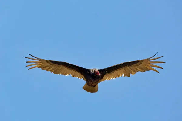 Turkey Vulture Cathartes Aura Flight Turkey Vulture Scavenger Feeds Almost — Stock Photo, Image
