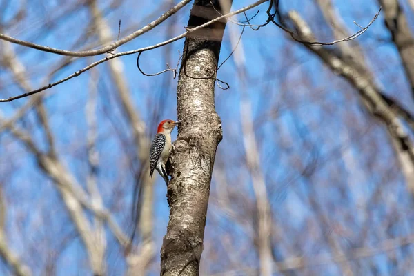 Red Belied Woodpecker Melanerpes Carolinus Park — Stockfoto