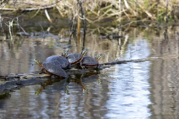 The painted turtle (Chrysemys picta).The painted turtle is the most widespread native turtle of North America