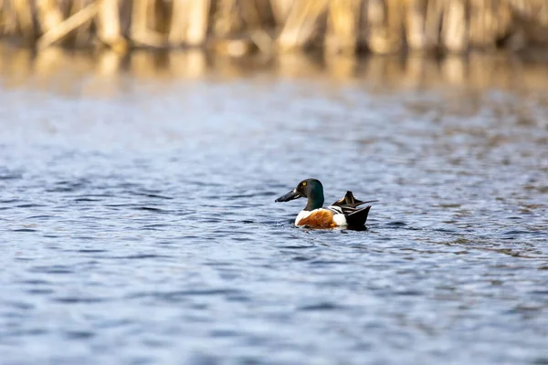 Male Northern Shoveler Spatula Clypeata Lake Duck Highly Specialized Bill — Foto de Stock