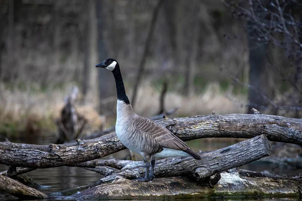 Canada Goose Branta Canadensis Lake Shore — Stok fotoğraf