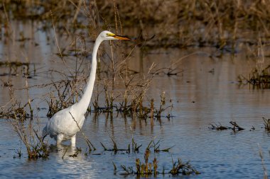 Büyük balıkçıl (Ardea alba) ava çıktı. Bu kuş aynı zamanda balıkçıl, büyük balıkçıl, büyük beyaz balıkçıl veya büyük balıkçıl olarak da bilinir..