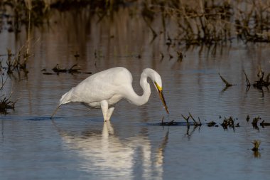 Büyük balıkçıl (Ardea alba) ava çıktı. Bu kuş aynı zamanda balıkçıl, büyük balıkçıl, büyük beyaz balıkçıl veya büyük balıkçıl olarak da bilinir.