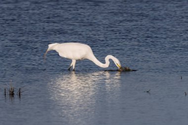 Büyük balıkçıl (Ardea alba) ava çıktı. Bu kuş aynı zamanda balıkçıl, büyük balıkçıl, büyük beyaz balıkçıl veya büyük balıkçıl olarak da bilinir.