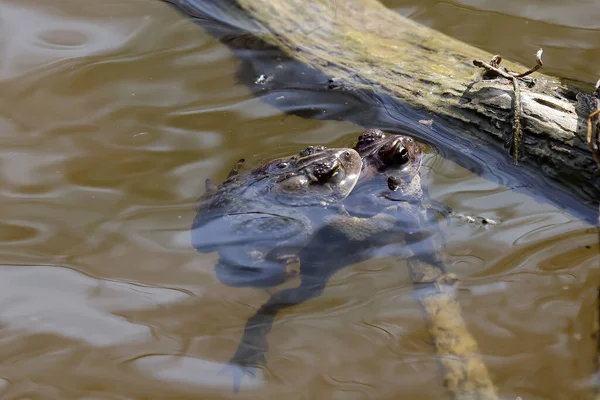 Doğudaki Amerikan kurbağası (Anaxyrus americanus) üreme sırasında ilkbaharda Amerikan kurbağasının alt türü.