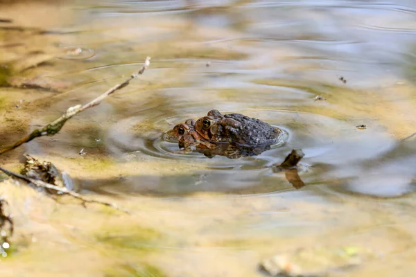 아메리카 대륙의 두꺼비 Anaxyrus Americanus Americanus 두꺼비는 번식을 하면서 — 스톡 사진