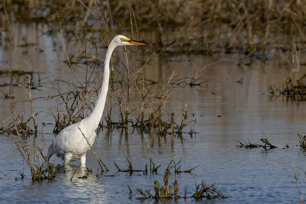 Büyük balıkçıl (Ardea alba) ava çıktı. Bu kuş aynı zamanda balıkçıl, büyük balıkçıl, büyük beyaz balıkçıl veya büyük balıkçıl olarak da bilinir..
