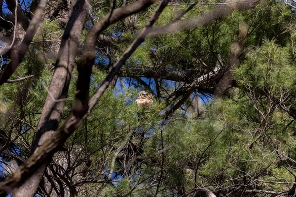 Genç büyük boynuzlu baykuş (Bubo virginianus) Wisconsin eyalet parkında.