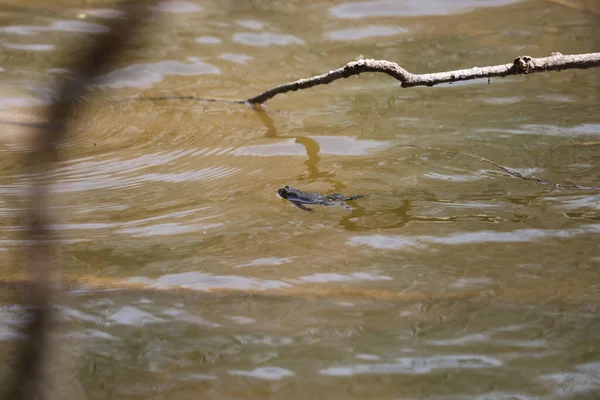 Doğudaki Amerikan kurbağası (Anaxyrus americanus) üreme sırasında ilkbaharda Amerikan kurbağasının alt türü.