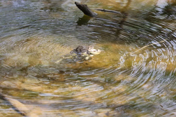 The eastern American toad (Anaxyrus americanus americanus)Subspecies American toad in the spring during reproduction