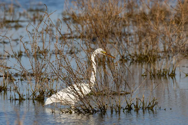 Büyük balıkçıl (Ardea alba) ava çıktı. Bu kuş aynı zamanda balıkçıl, büyük balıkçıl, büyük beyaz balıkçıl veya büyük balıkçıl olarak da bilinir.