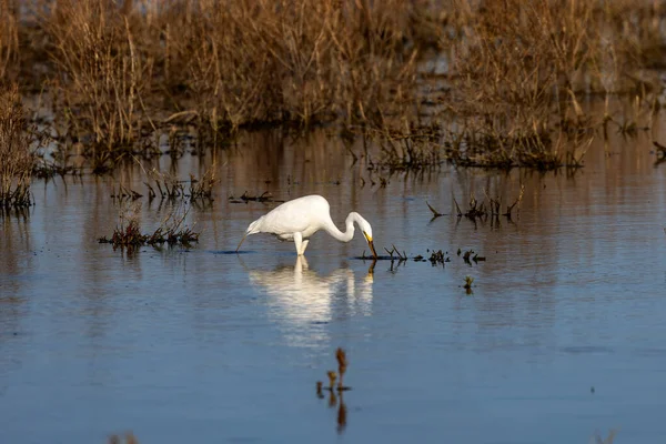 Büyük balıkçıl (Ardea alba) ava çıktı. Bu kuş aynı zamanda balıkçıl, büyük balıkçıl, büyük beyaz balıkçıl veya büyük balıkçıl olarak da bilinir.