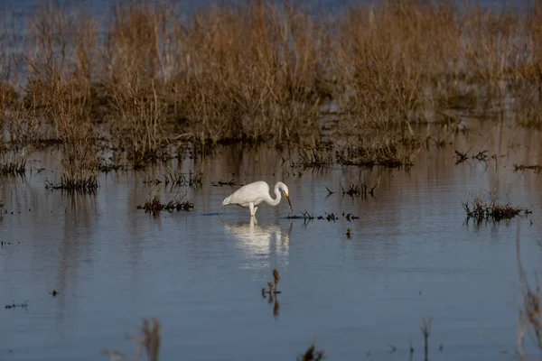 Büyük balıkçıl (Ardea alba) ava çıktı. Bu kuş aynı zamanda balıkçıl, büyük balıkçıl, büyük beyaz balıkçıl veya büyük balıkçıl olarak da bilinir..
